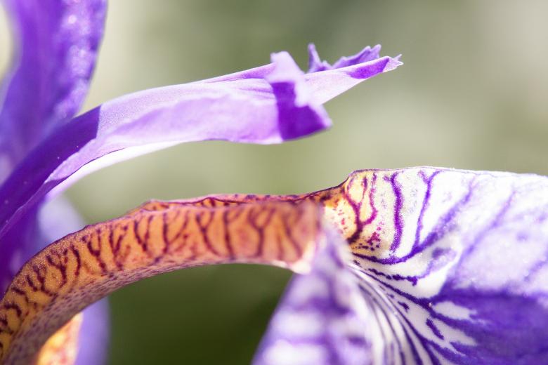 Free stock image of Iris Closeup created by Pixabay