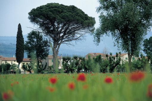 Free Stock Photo of Italian Field