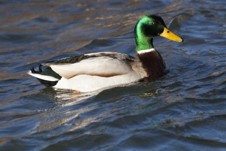 Free stock image of Mallard Duck created by Pixabay