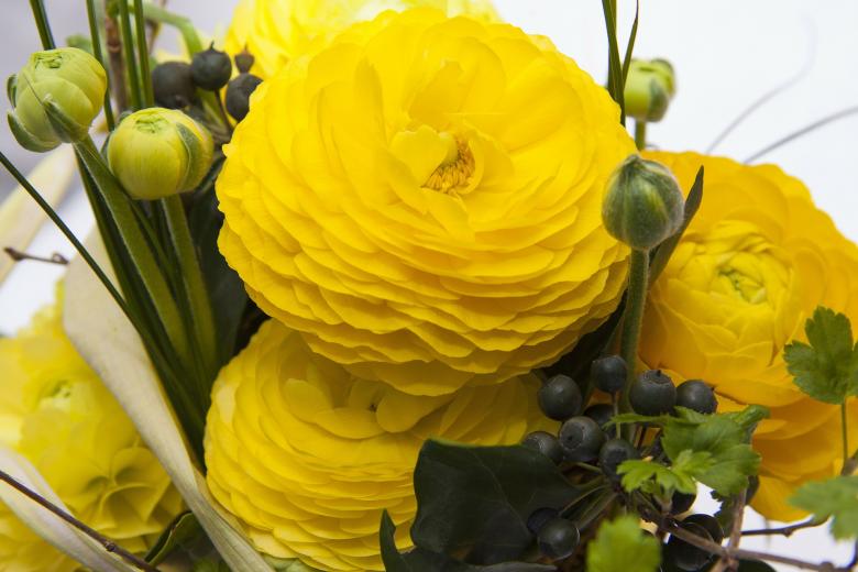 Free stock image of Yellow Ranunkeln created by Pixabay