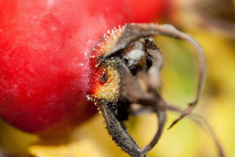 Free stock image of Rose Hip created by Pixabay
