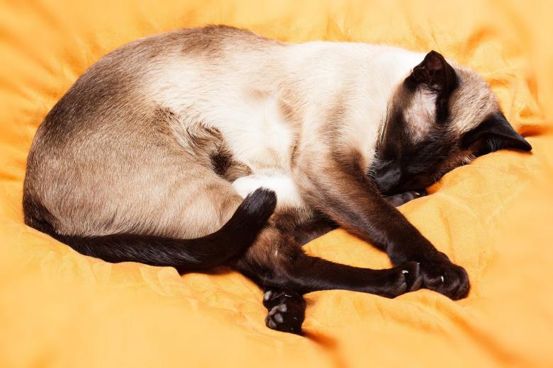 Free stock image of Siamese Cat created by Pixabay