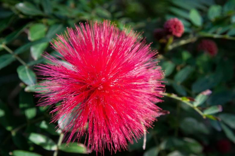 Free stock image of Calliandra Haematocephala created by Pixabay