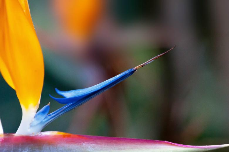 Free stock image of Caudata Thorn created by Pixabay