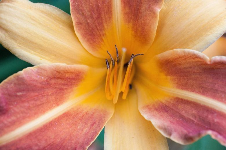 Free stock image of Day Lily created by Pixabay