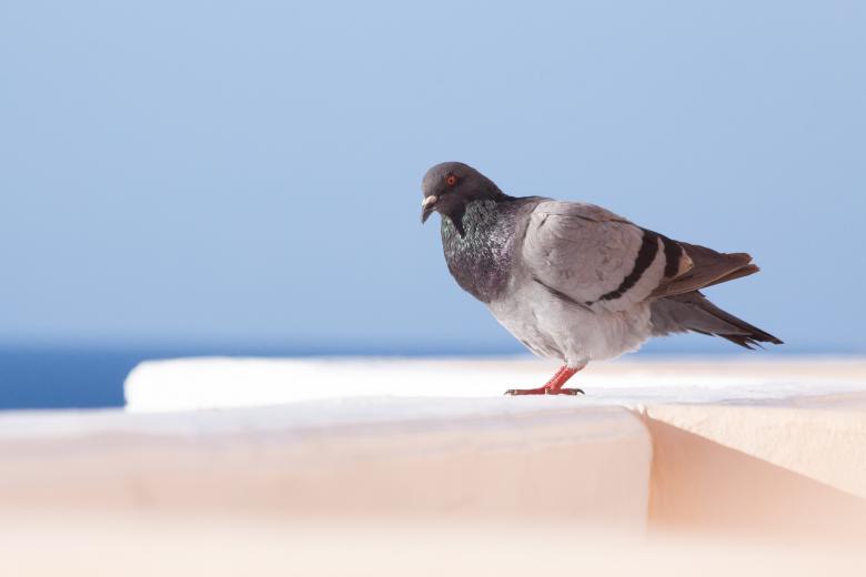 Free stock image of Dove Bird created by Pixabay