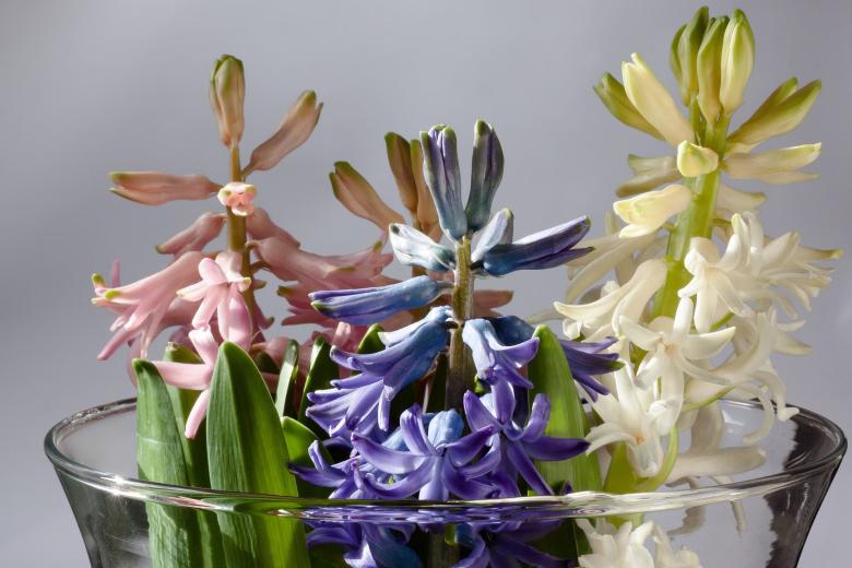 Free stock image of Fresh Hyacinth created by Pixabay