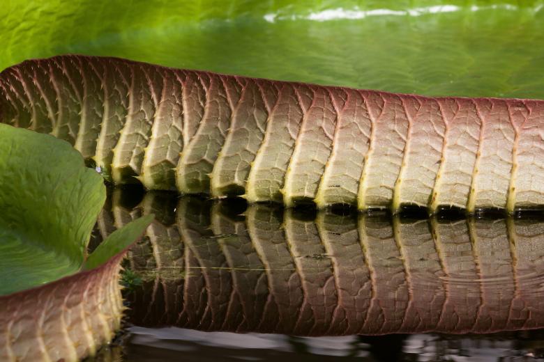 Free stock image of Water Lily Leaves created by Pixabay