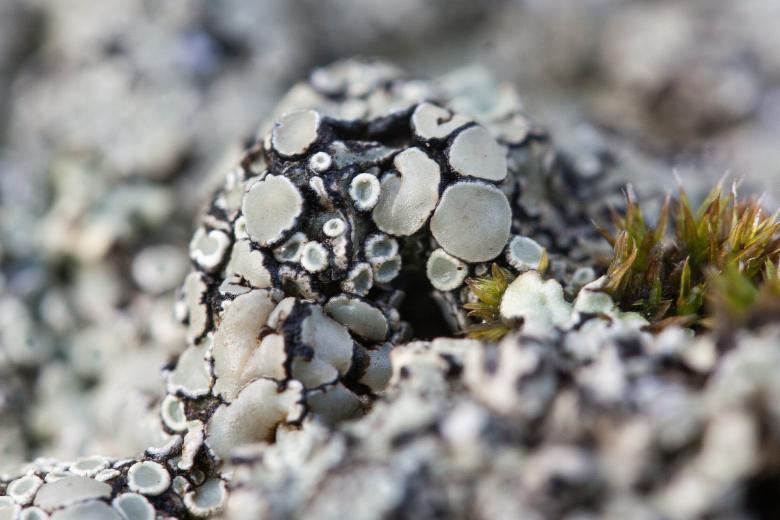 Free stock image of Lichen Closeup created by Pixabay