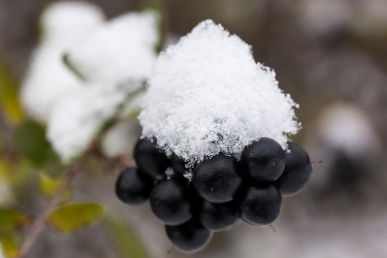 Free stock image of Fresh Blackberries created by Pixabay