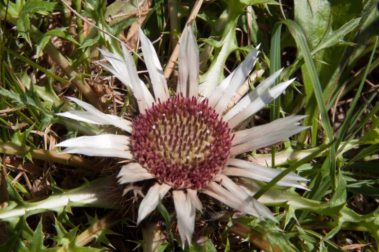 Free stock image of Wild Thistle created by Pixabay