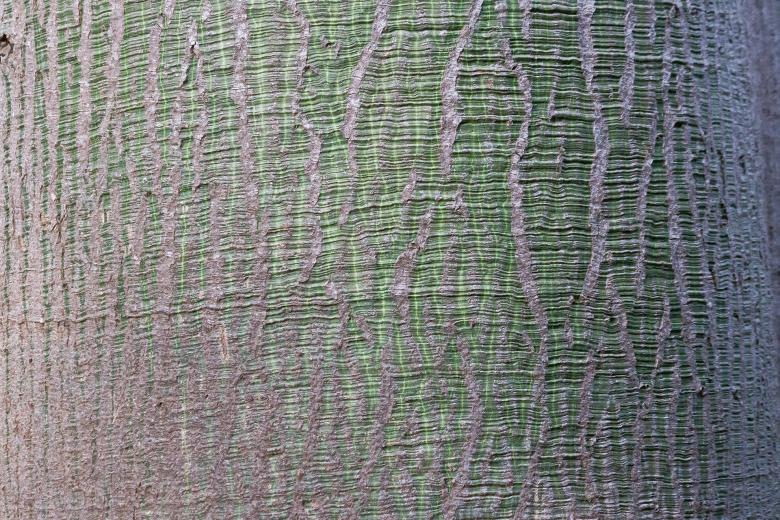Free stock image of Tree Bark created by Pixabay