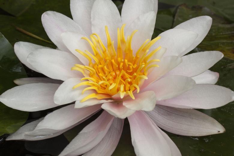 Free stock image of Water lily created by Pixabay
