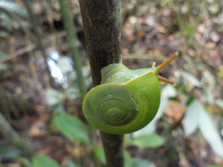 Free stock image of Mollusca created by Rikson Roberto