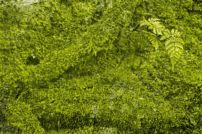 Free stock image of Green Grunge Moss created by Nicolas Raymond
