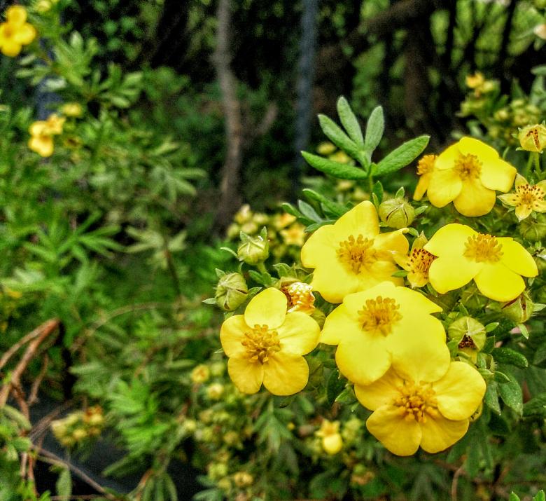 Free stock image of Yellow and Bright Flora created by Joseph Vos