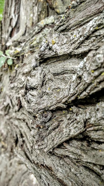 Free stock image of The Old Wrinkled Tree created by Joseph Vos