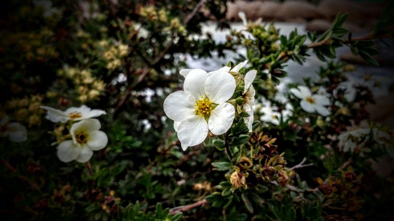 Free stock image of Pure and White created by Joseph Vos