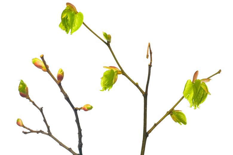 Free stock image of Green Leaves created by 2happy