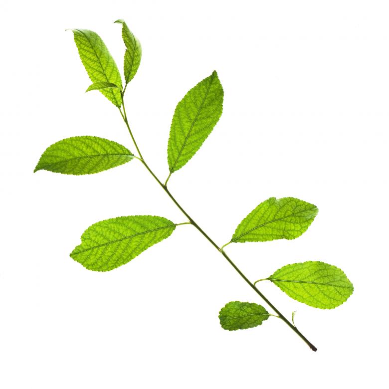 Free stock image of Green Leaves created by 2happy