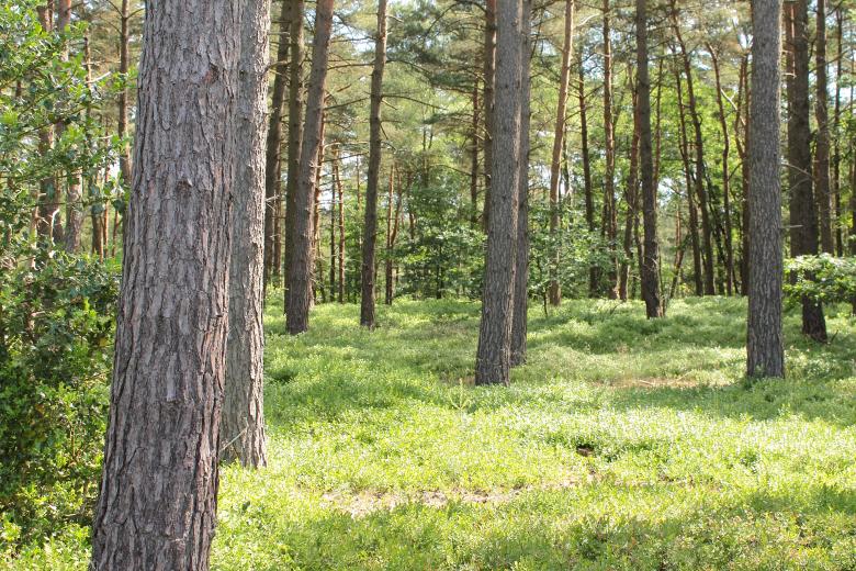 Free stock image of Forest created by bykst