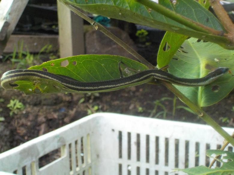 Free stock image of Snake created by Rikson Roberto
