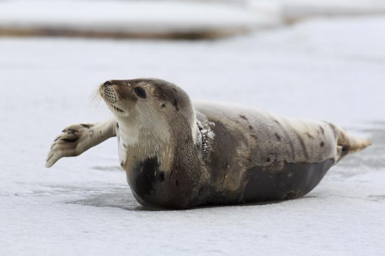 Free stock image of Young Harp Seal  created by Geoffrey Whiteway