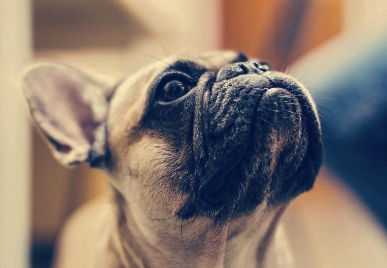 Free stock image of Dog Closeup created by Pixabay