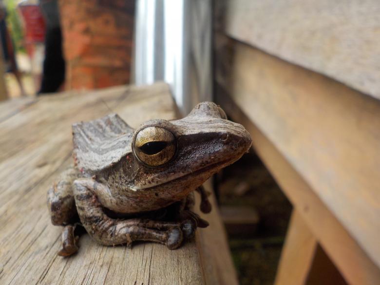 Free stock image of Frog created by Rikson Roberto