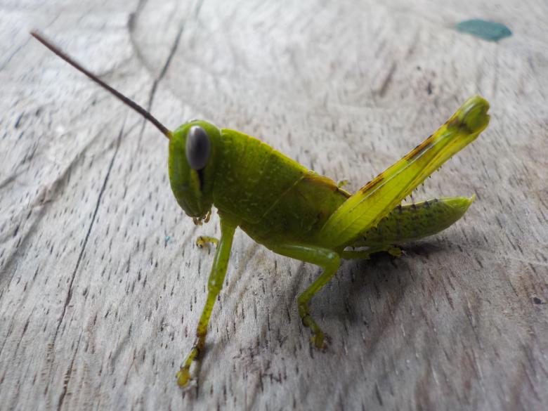 Free stock image of Green Grasshopper created by Rikson Roberto