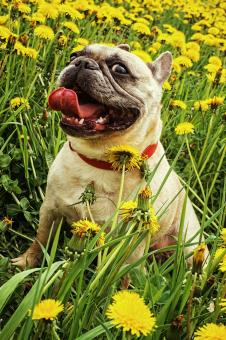 Pet Dog - Free Stock Photo