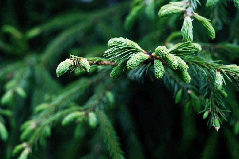 Free stock image of Spruce created by Pixabay