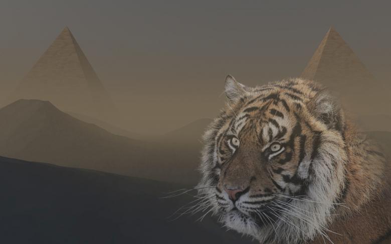 Free stock image of Tiger in Egypt created by bykst
