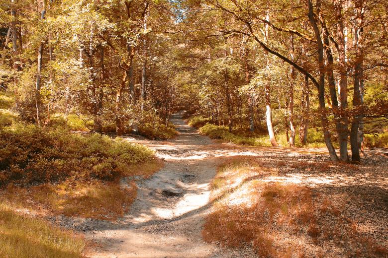 Free stock image of Autumn Woods created by bykst