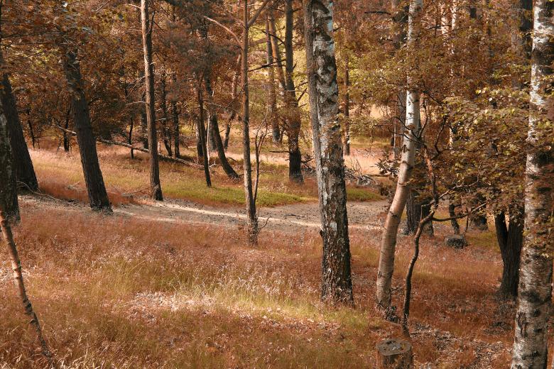 Free stock image of Autumn Forest created by bykst