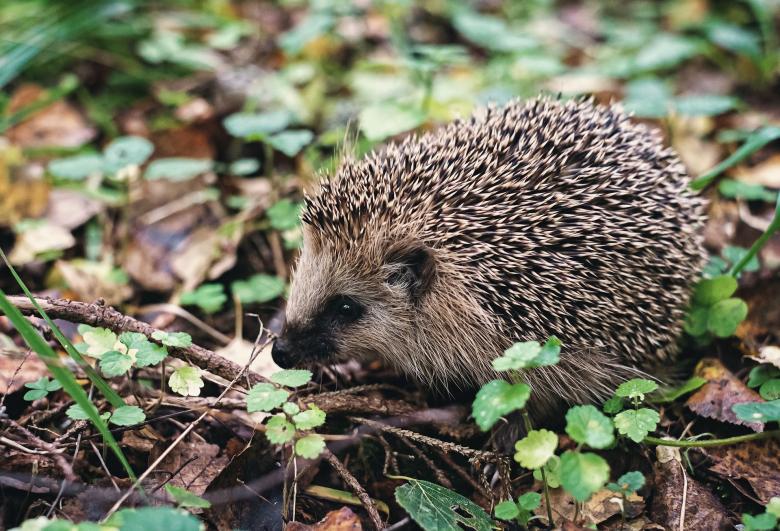 Free stock image of Hedgehog created by Pixabay