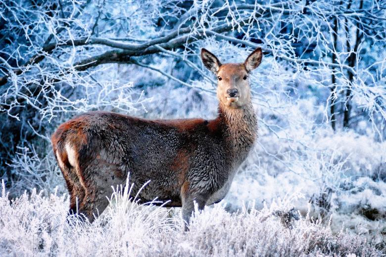 Free stock image of Wild Deer created by Pixabay