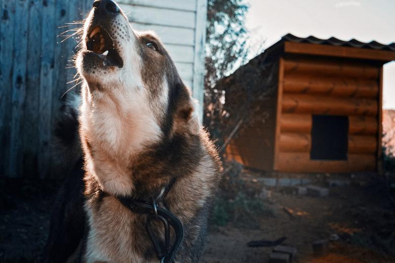 Free stock image of Pet Dog created by Pixabay