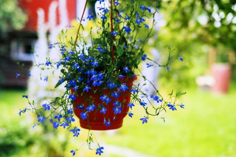 Free stock image of Flower Pot created by Pixabay