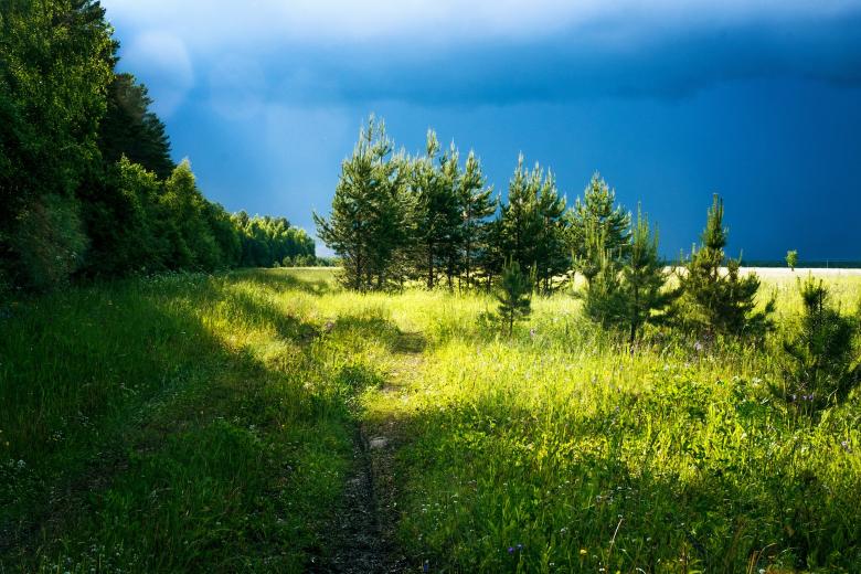 Free stock image of Lush Green created by Pixabay