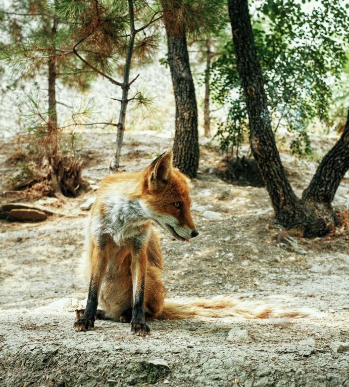 Free stock image of Wild Fox created by Pixabay