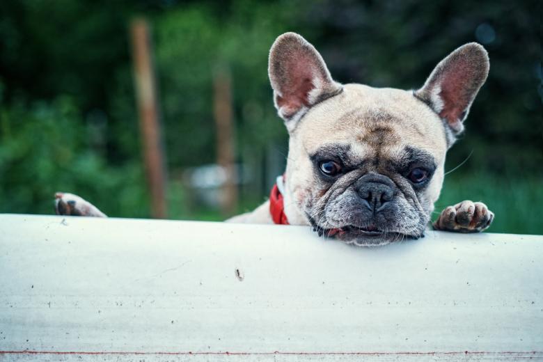 Free stock image of Pet Bulldog created by Pixabay