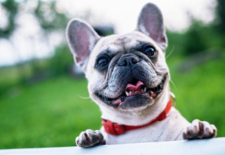Free stock image of Pet Bulldog created by Pixabay