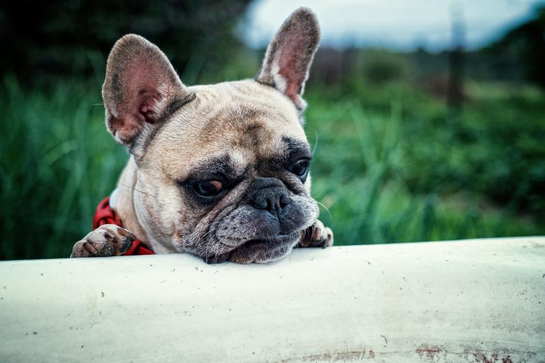 Free stock image of French Bulldog created by Pixabay
