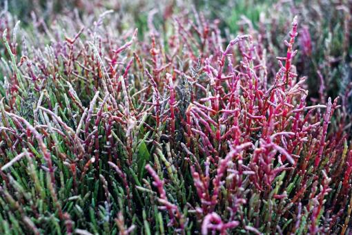 Free Stock Photo of Summer Grass