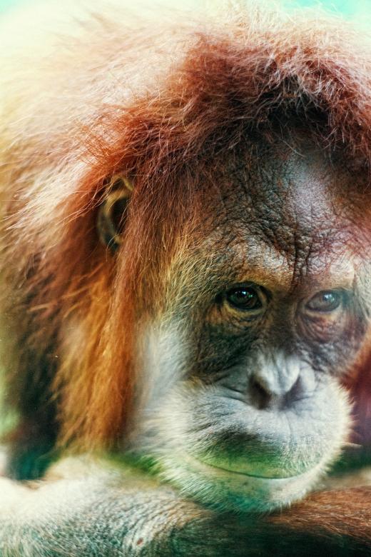 Free stock image of Wild Monkey created by Pixabay