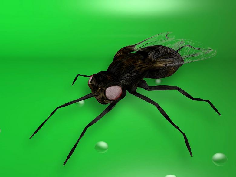 Free stock image of 3D Insect created by bykst
