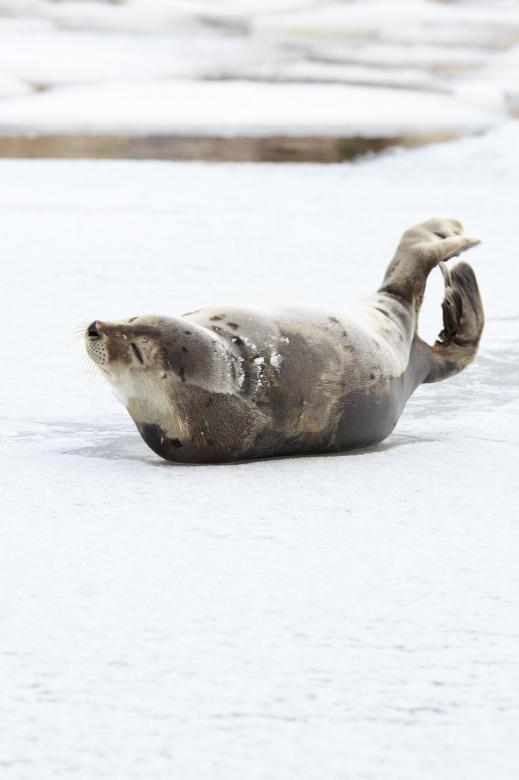 Free stock image of Harp Seal created by Geoffrey Whiteway
