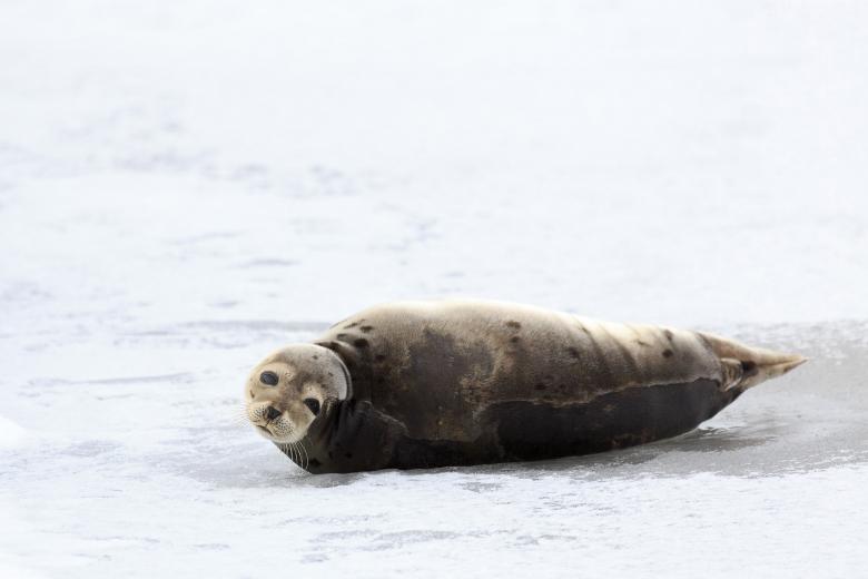 Free stock image of Harp Seal created by Geoffrey Whiteway