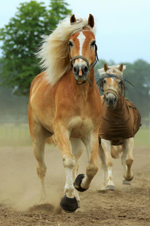 Free stock image of Running Horses created by Pixabay